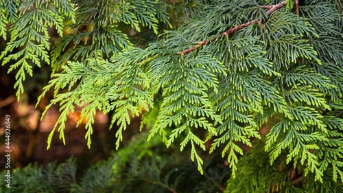 Leaves of giant arborvitae or giant cedar or western red cedar (Thuja plicata) or Pacific red cedar on blurred background. Selective focus. Close-up. Adler Arboretum 