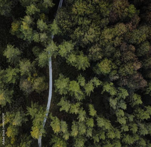 Bosque desde el aire © Julen