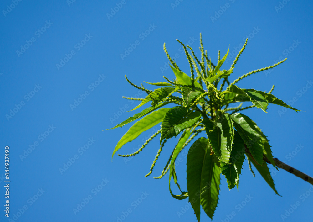 Obraz premium Close-up of beginning flowering Castanea sativa (sweet or Spanish chestnut) in public landscaped city park 
