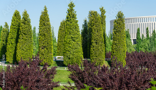 Trimmed Thuja plicata (Western red cedar) shaped in the form of cypress and Prunus cerasifera 'Nigra' (Black Cherry Plum) in city park Krasnodar or landscaped Galitsky park in sunny spring 2021. photo