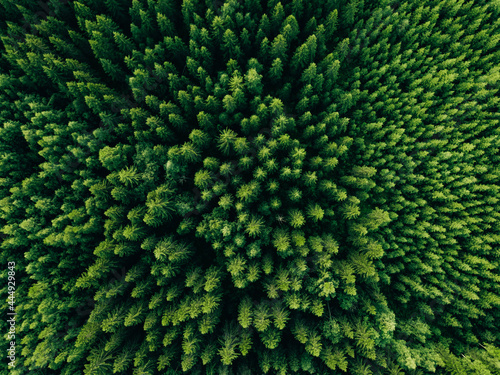 Aerial view of green summer forest with spruce and pine trees.