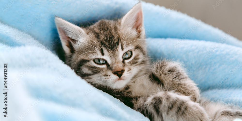Tabby gray kitten lying resting on his back. Cat kid mammal animal pet with interested facial face look on camera. Small grey kitten at home on color blue plaid background. Long web banner