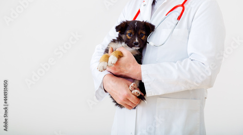 Dog vet check up. Puppy in doctor hands veterinary clinic. Vet doctor holding black puppy to check health, mammal animal pets. Vet doctor with stethoscope. Long web banner copy space white background