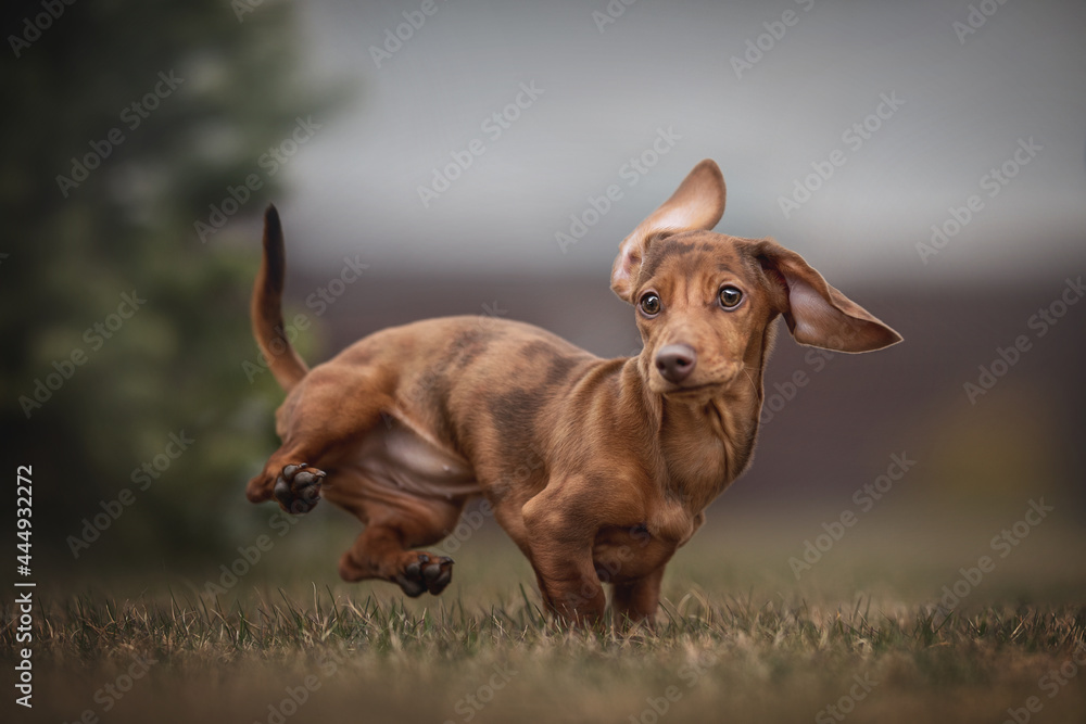 Dancing dachshund top