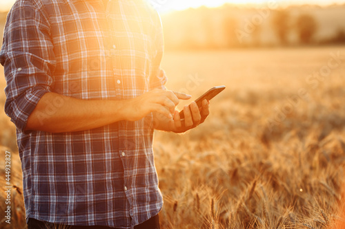 A male farmer or agronomist with phone in his hands in a field of golden wheat. Smart farm. The concept of a rich harvest. Sunset warm light. Man checking quality and growth of crops for agriculture.
