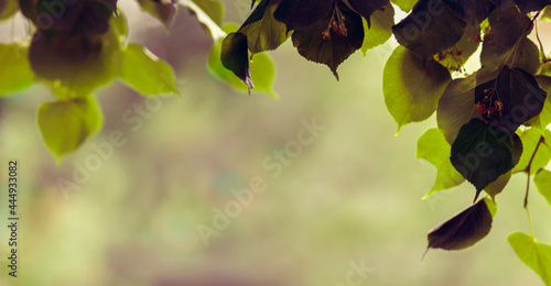Żywe, zielone liście lipy na malowniczym  rozmytym tle. photo