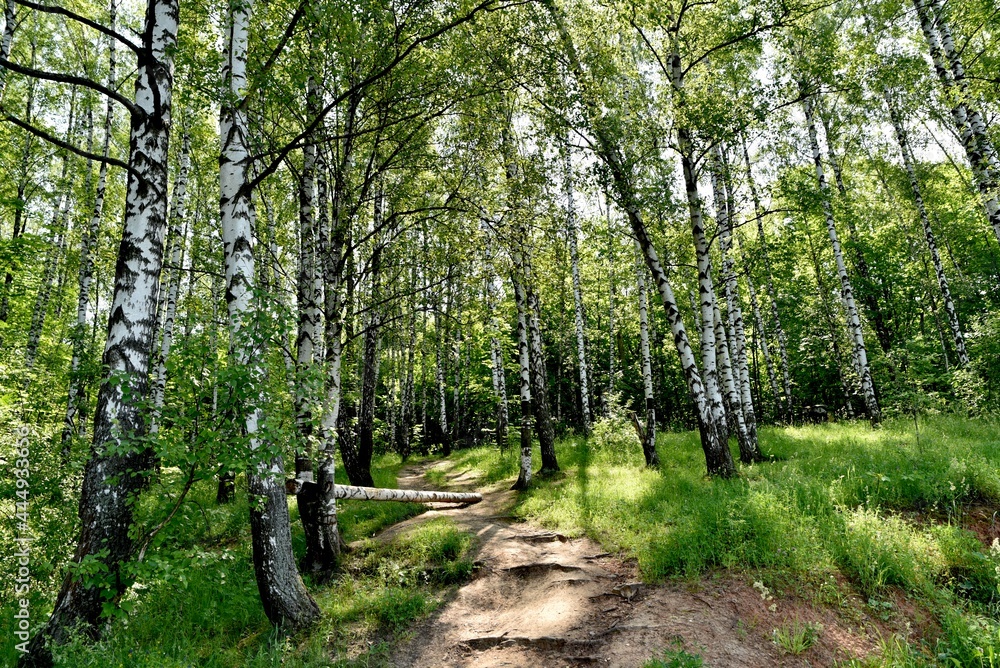 spring in the forest
