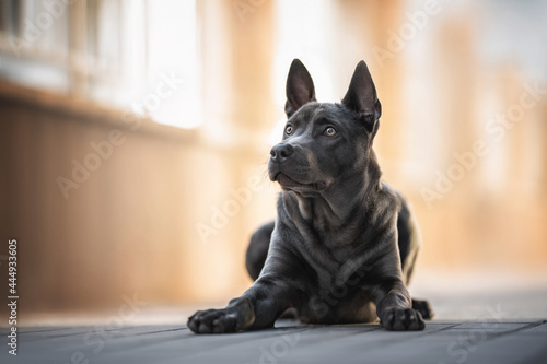 Black Thai Ridgeback puppy is lying on a tile against the background of the cityscape