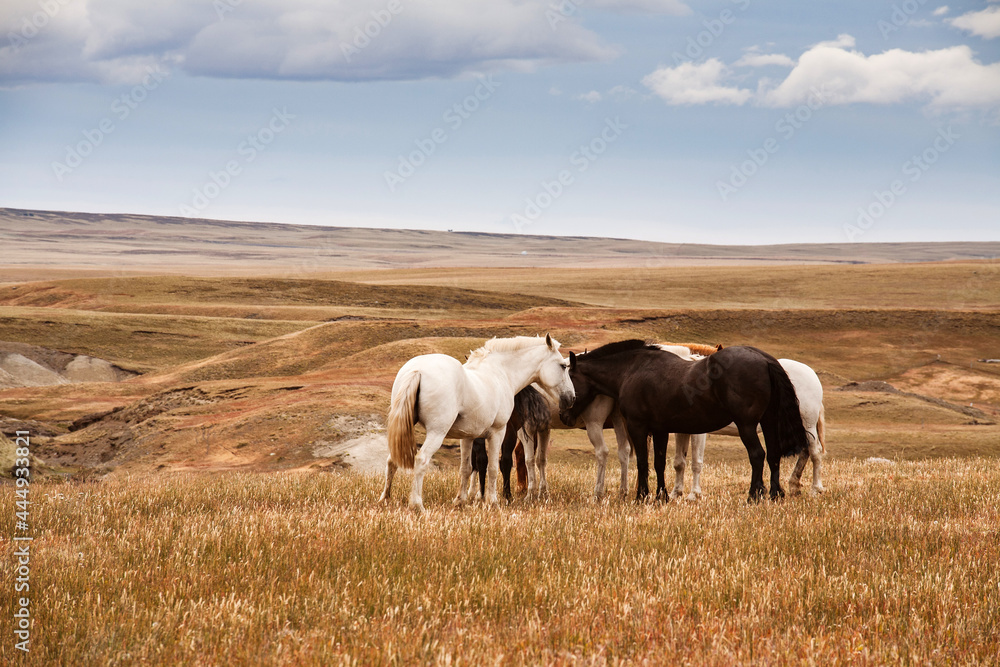 Group of wild horses on the meadow. Scenic landscape. Patagonia Argentina - obrazy, fototapety, plakaty 