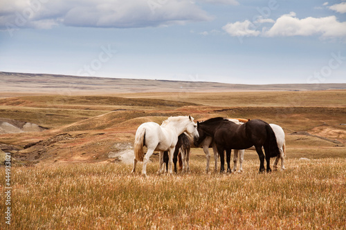 Group of wild horses on the meadow. Scenic landscape. Patagonia Argentina