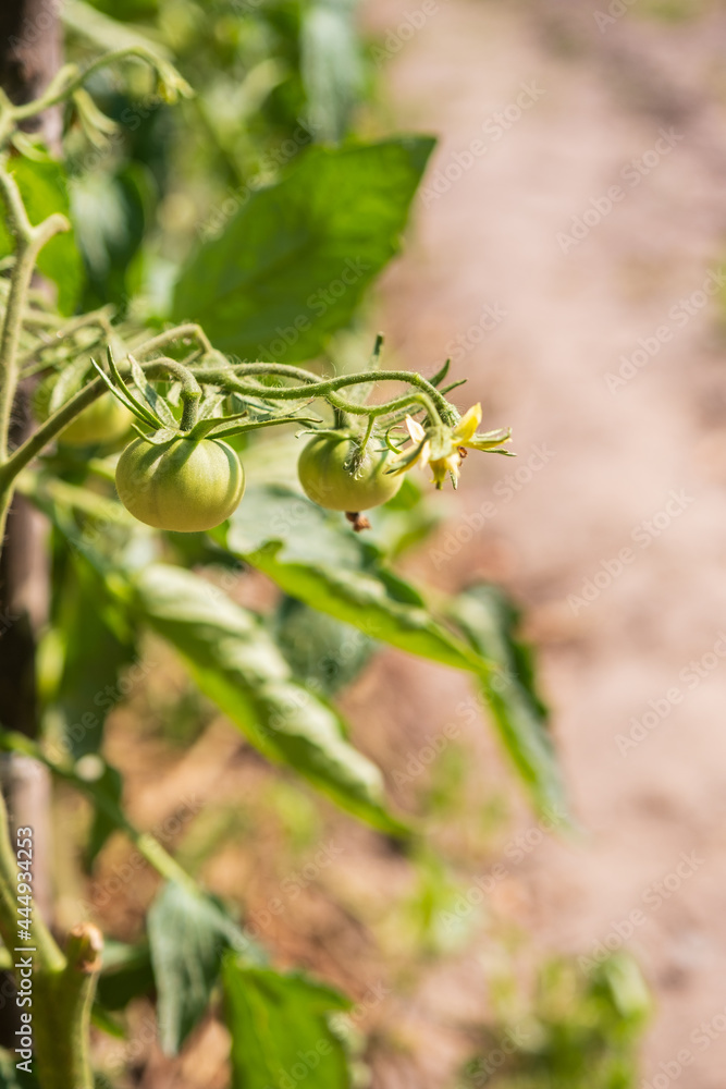 Small bunch of green tomatoes growing Small bunch of green tomatoes growing