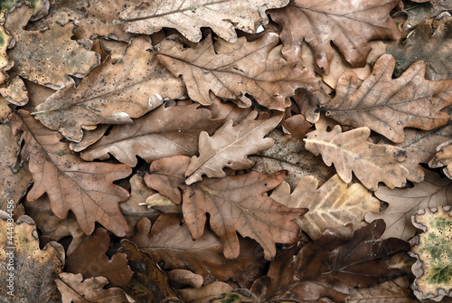 Autumn leaves as a background