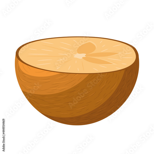 Fresh half cut sapodilla fruit isolated on white background. Summer fruits for healthy lifestyle. Organic fruit. Cartoon style. Vector illustration for any design.