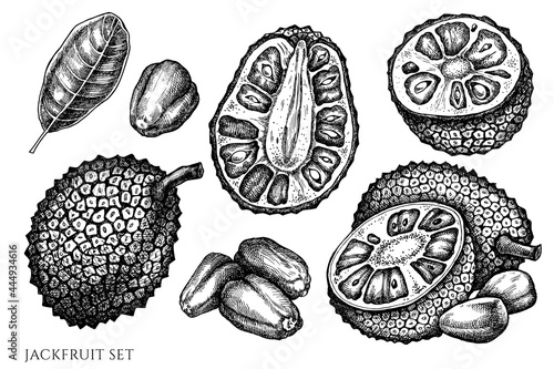 Vector set of hand drawn black and white jackfruit