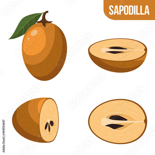 Set of fresh whole, half, cut slice sapodilla fruits isolated on white background. Summer fruits for healthy lifestyle. Organic fruit. Cartoon style. Vector illustration for any design.