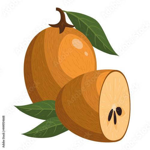 Fresh whole and half cut sapodilla fruit isolated on white background. Summer fruits for healthy lifestyle. Organic fruit. Cartoon style. Vector illustration for any design.