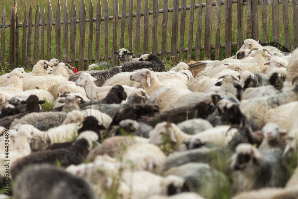 Flock of sheep in Maramures, Carpathian Mountains, Ukraine Flock of sheep in Maramures, Carpathian Mountains, Ukraine
