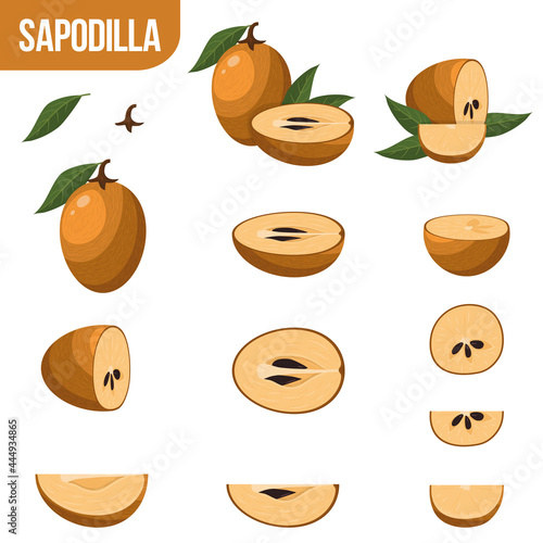 Set of fresh whole, half, cut slice sapodilla fruits isolated on white background. Summer fruits for healthy lifestyle. Organic fruit. Cartoon style. Vector illustration for any design.