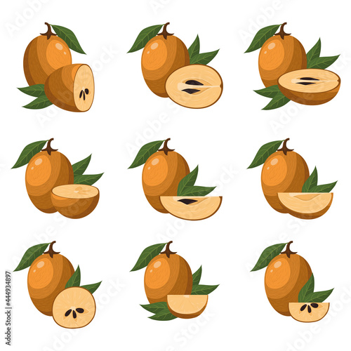 Set of fresh whole, half, cut slice sapodilla fruits isolated on white background. Summer fruits for healthy lifestyle. Organic fruit. Cartoon style. Vector illustration for any design.