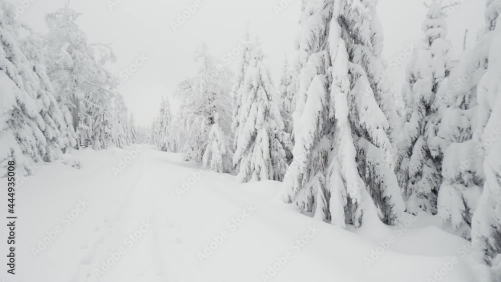 A track through a snow-covered forest in winter A track through a snow-covered forest in winter