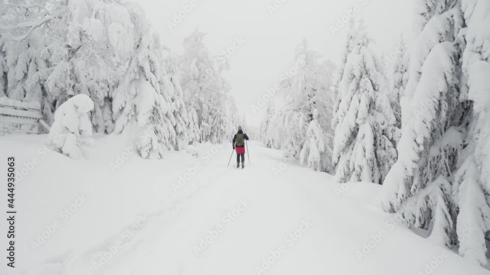 A cross-country skier skies down a trail in a snow-covered forest landscape in winter A cross-country skier skies down a trail in a snow-covered forest landscape in winter