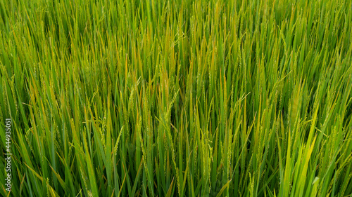 Rice leaves have a disease problem causing the leaves to turn orange.