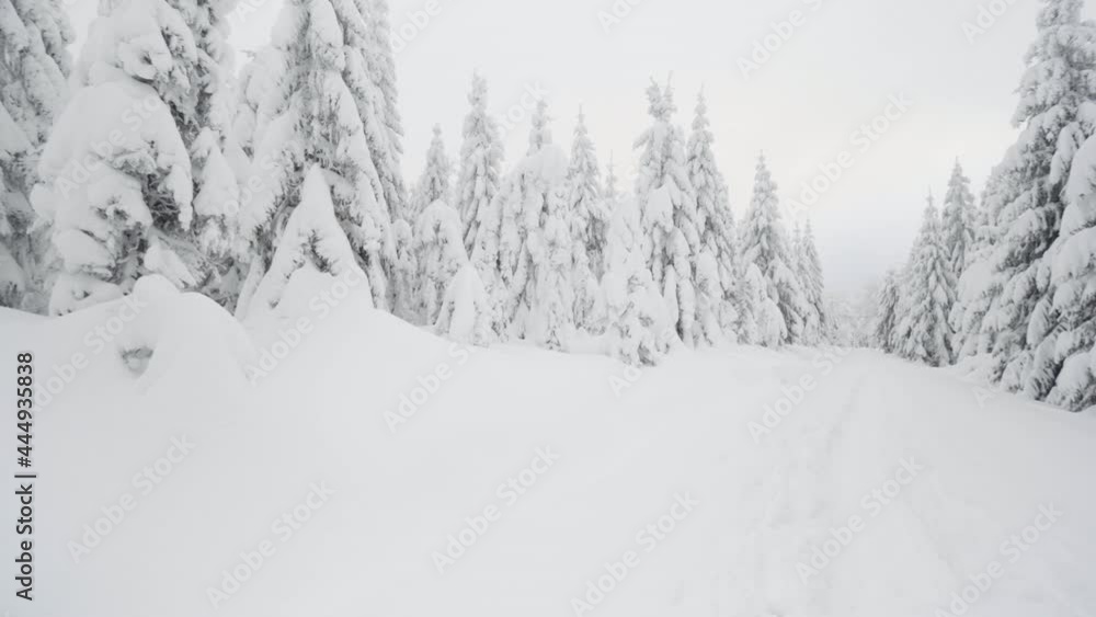 A cross-country skiing trail in a snow-covered forest landscape in winter A cross-country skiing trail in a snow-covered forest landscape in winter