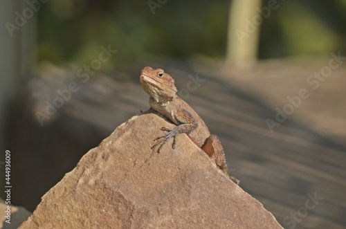 mountain lizard © sumit