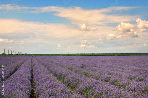 Lavender Field in Summer Time