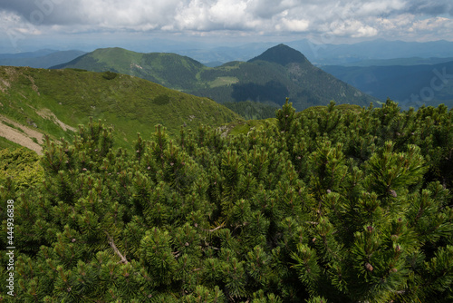 Alpine plants on mount Pip Ivan in Maramures Carpathian Mountains