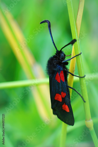 Vertical closeup of the five-spot burnet moth, Zygaena trifolii photo