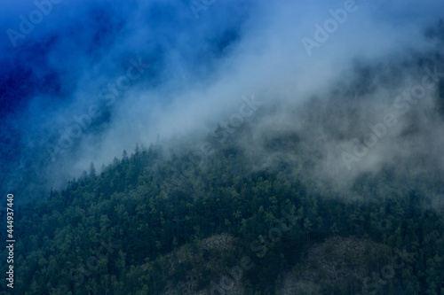 Forest. Fantastic mountain forest landscape in clouds. Evergreen foggy forest background in the dark mountain view. Misty and cloudy mountain forest.