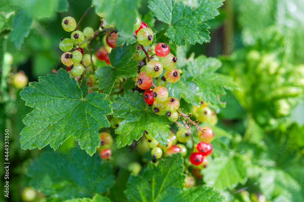 Ripening redcurrant on bush on blurred background Ripening redcurrant on bush on blurred background