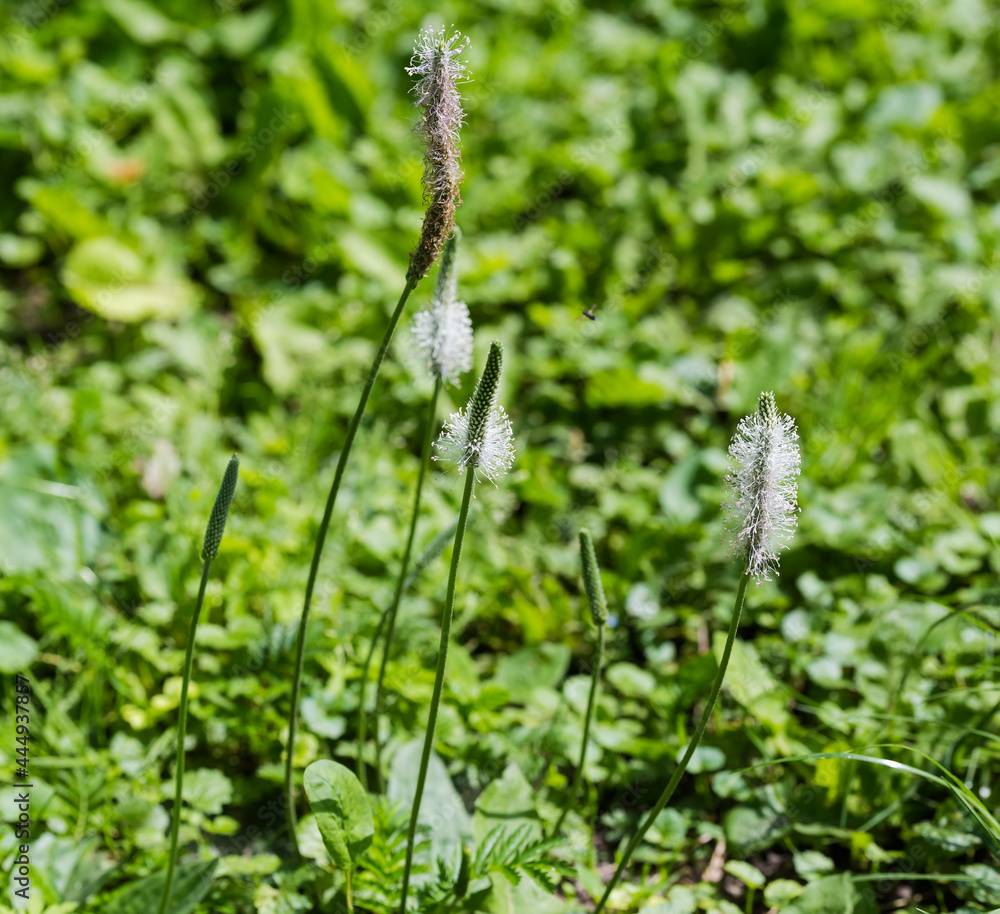 Stems of plantain with flowering spikes on tops, close-up