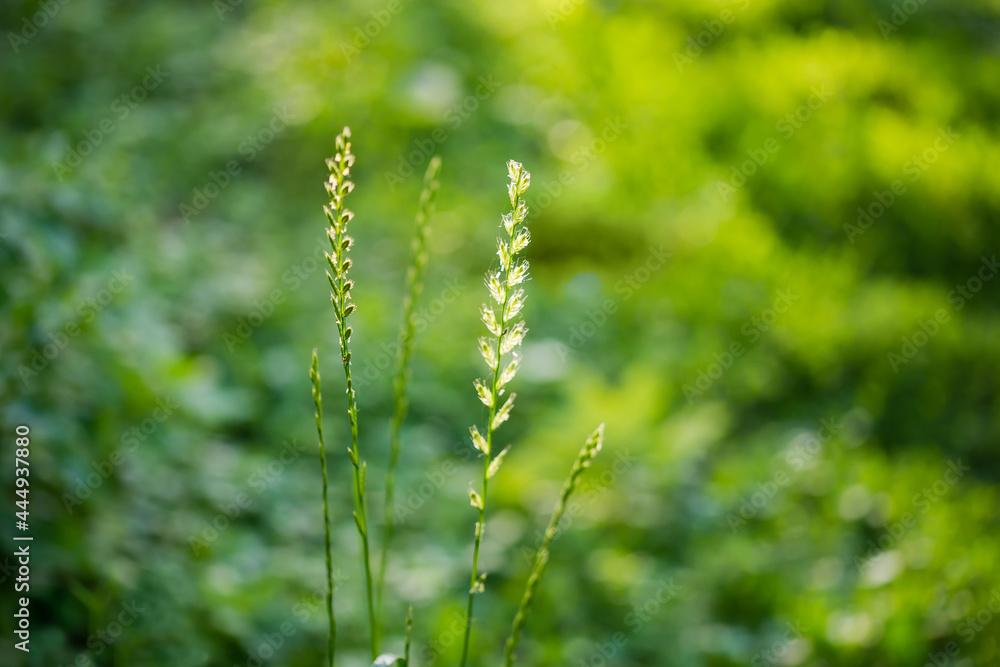 Wild grass ears on blurred background in back sunlight
