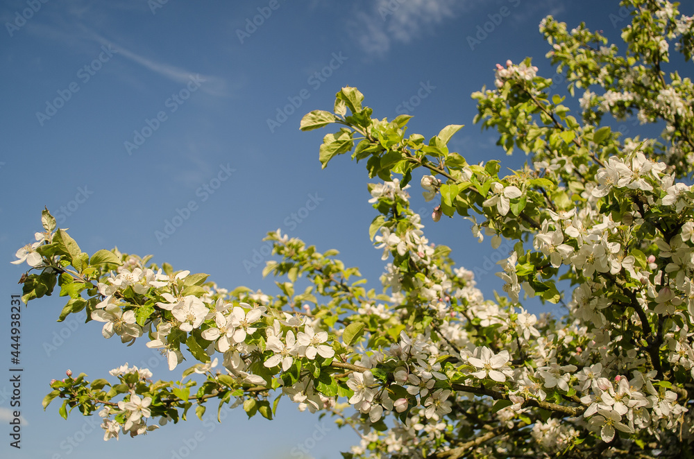 Beautiful spring apple tree flowers blossom, close up. Beautiful spring apple tree flowers blossom, close up.