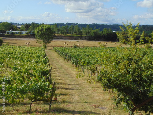 hay harvest in green vineyards of Viseu photo