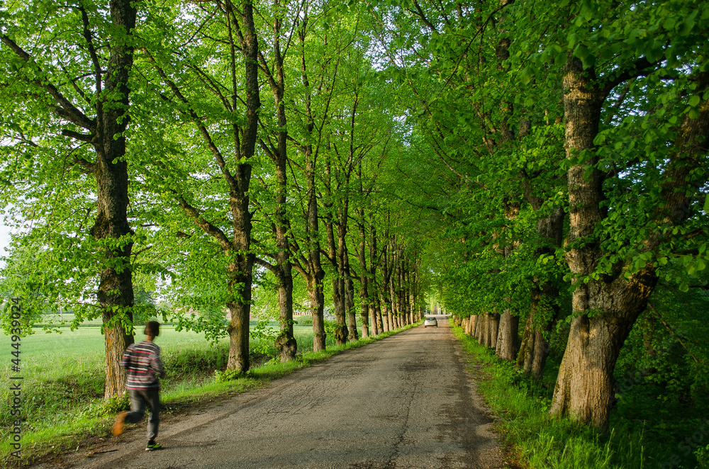 Old linden alley leading to the manor. Old linden alley leading to the manor.