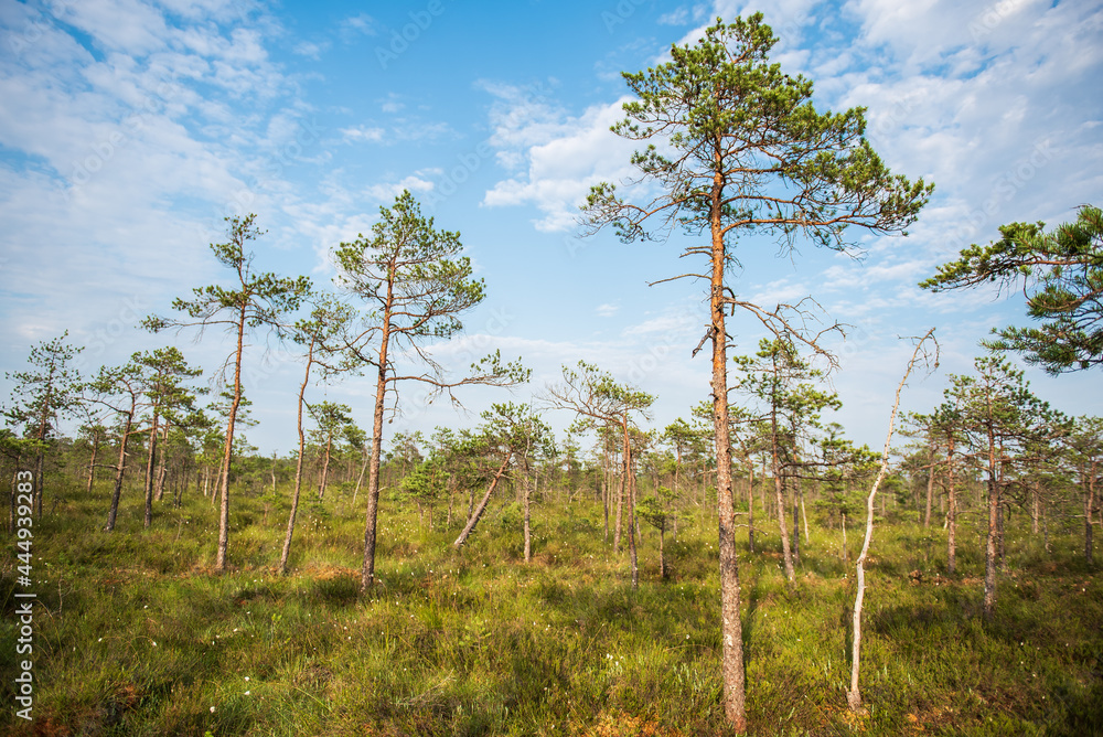 Fototapeta premium Pines and various plants in swamp, Kuldiga, Latvia.