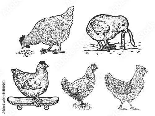 Chicken hen set line art sketch engraving vector illustration. T-shirt apparel print design. Scratch board imitation. Black and white hand drawn image.