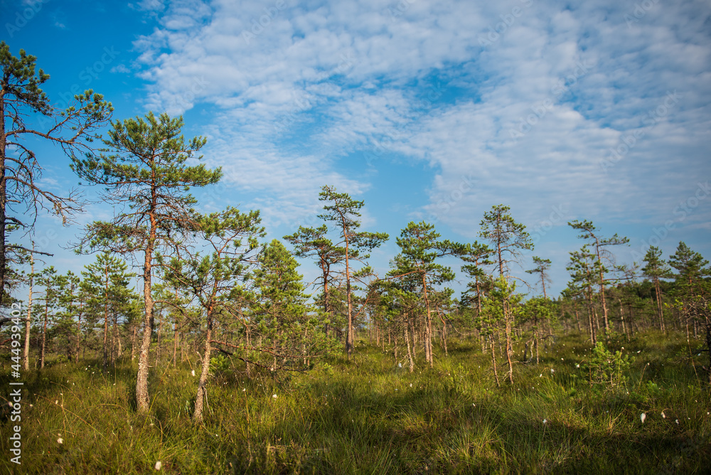 Fototapeta premium Pines and various plants in swamp, Kuldiga, Latvia.