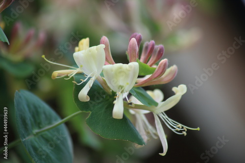 Pink, white and yellow caprifoliaceae flowers. High quality photo photo