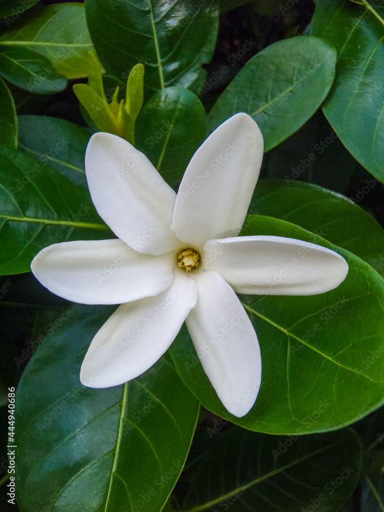 Fototapeta premium Tahitian gardenia (Rangiroa, Tuamotu Islands, French Polynesia in 2012)