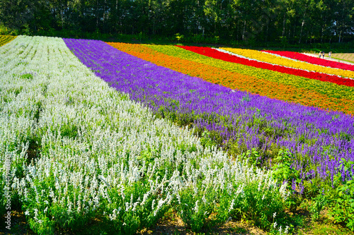 Colorful agrden photo