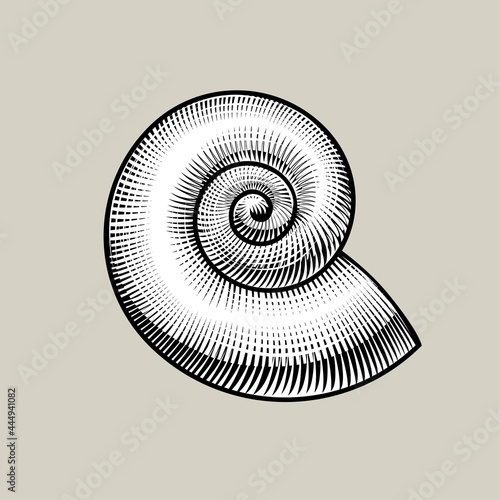 Spiral shell vintage stylized drawing