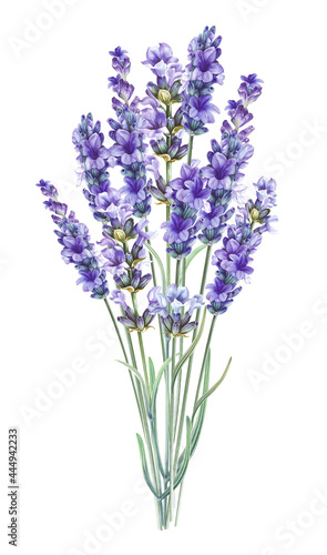 Watercolor blooming lavender. Provence garden flowers.
