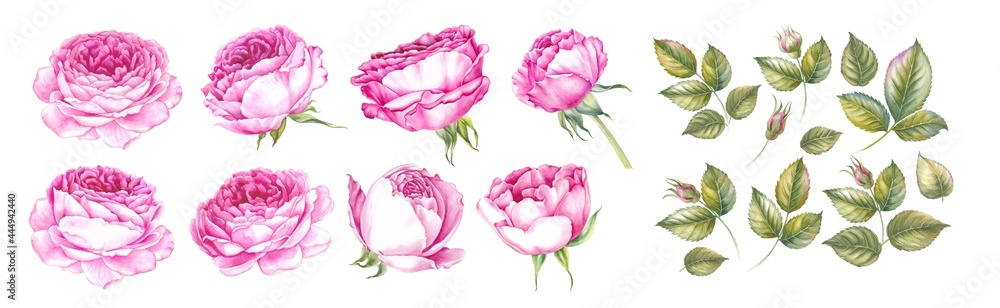 Watercolor elements of blooming rose. Set garden flowers. Collection botanic illustration leaves, flower and branches. Watercolor elements of blooming rose. Set garden flowers. Collection botanic illustration leaves, flower and branches.