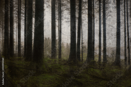 A dark, moody forest silhouetted against the sky. Usk Reservoir, Carmarthenshire, Wales. UK. With a grunge, textured edit photo