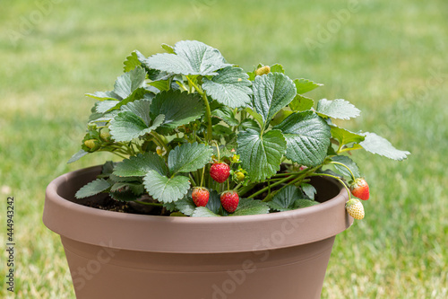 Strawberry plant with ripe fruit growing in pot. Container gardening, horticulture and organic concept
