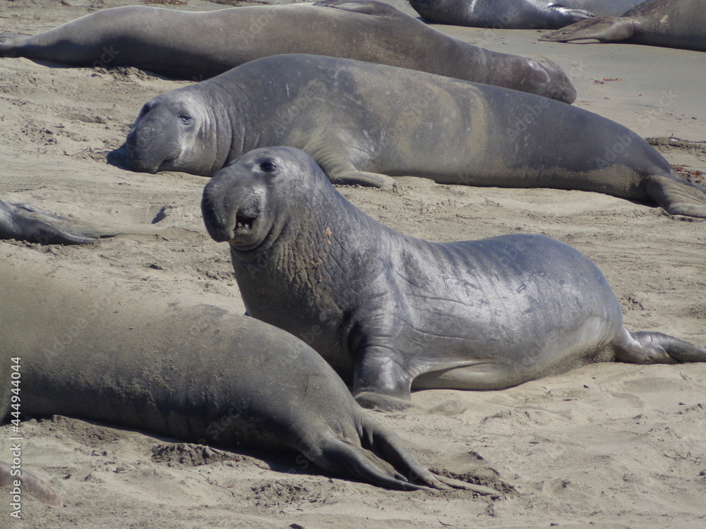 Obraz premium Sea elephants - Big Sur - California